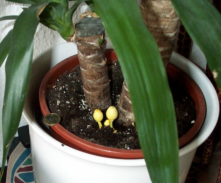Ein giftiger (?) gelber Pilz im Blumentopf